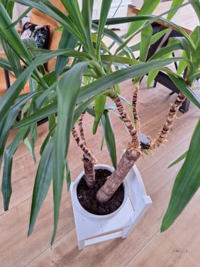 Palmlelie ( Yucca)