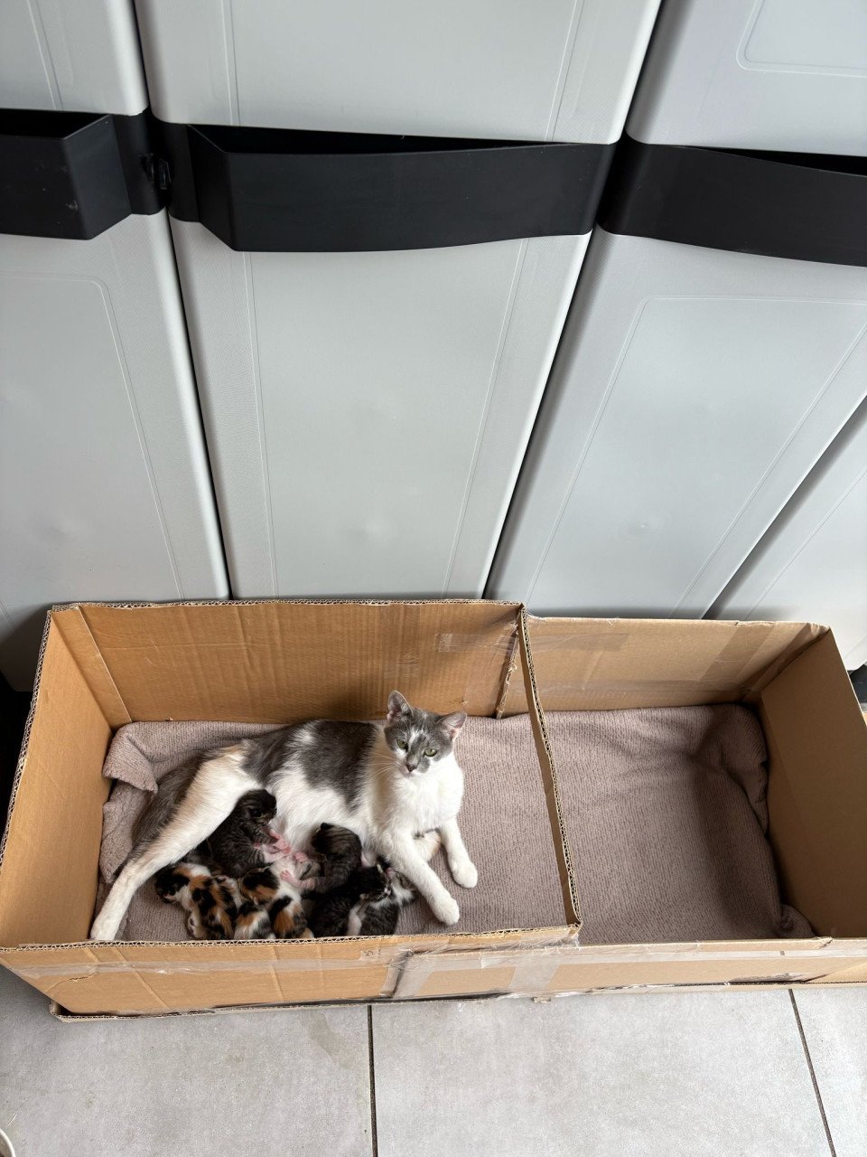 Kittens