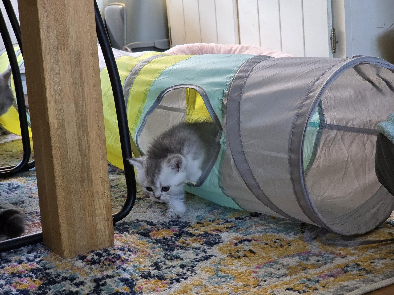 Brits korthaar silver tabby (Whiskas)