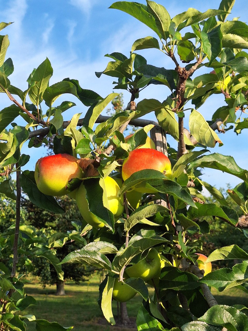 Nieuwe oogst fruit