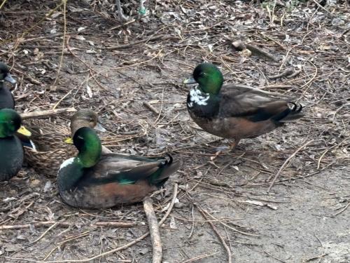 2 mooie raszuivere kwakers