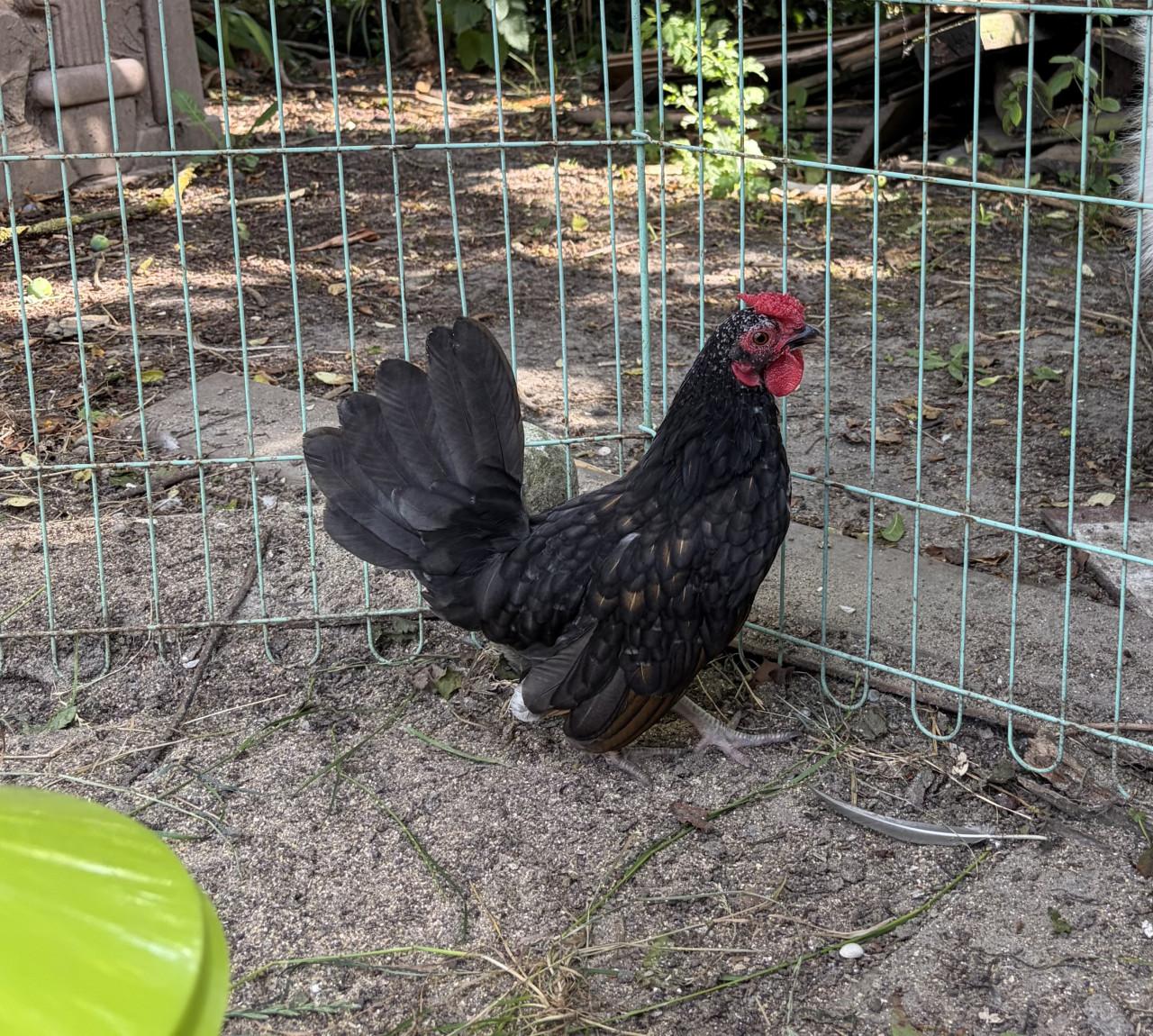 Lief serama/sebright haantje zoekt thuis