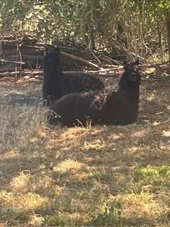 Dieren