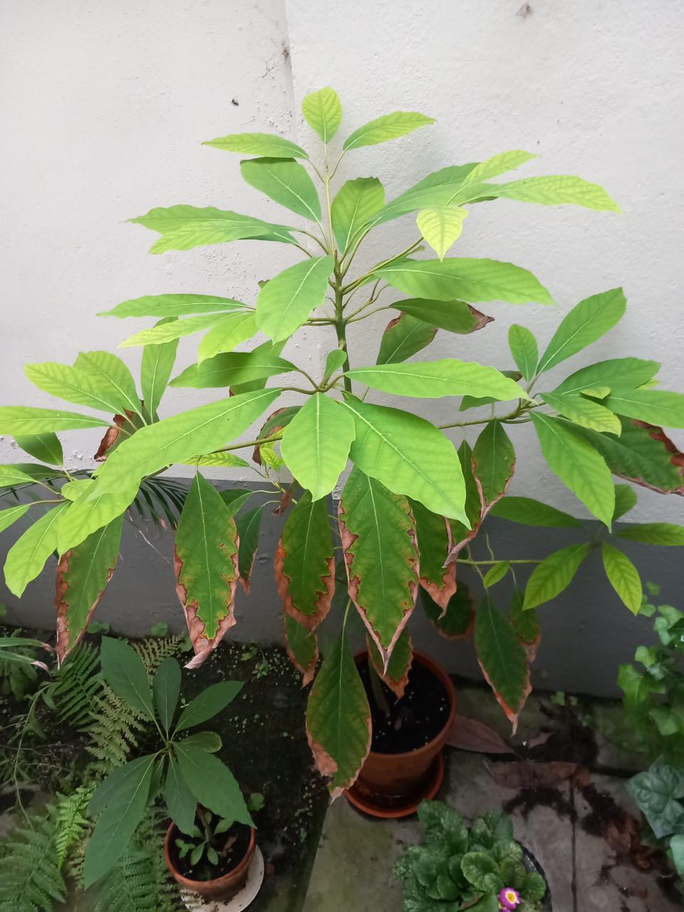 Avocadoplant