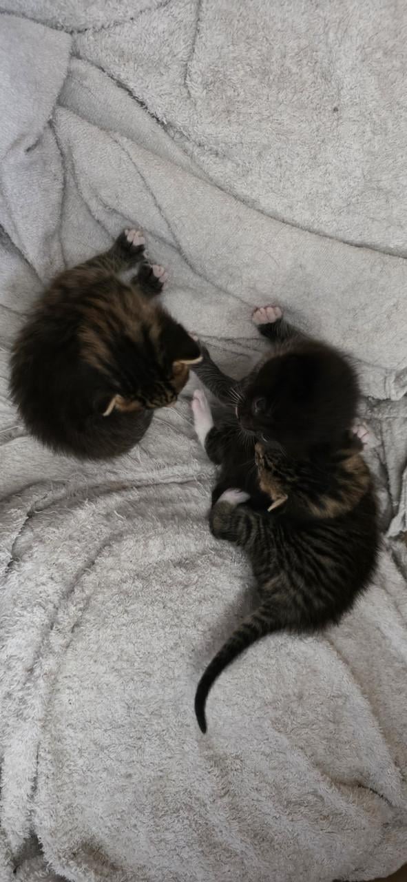 Supper schattige kittens