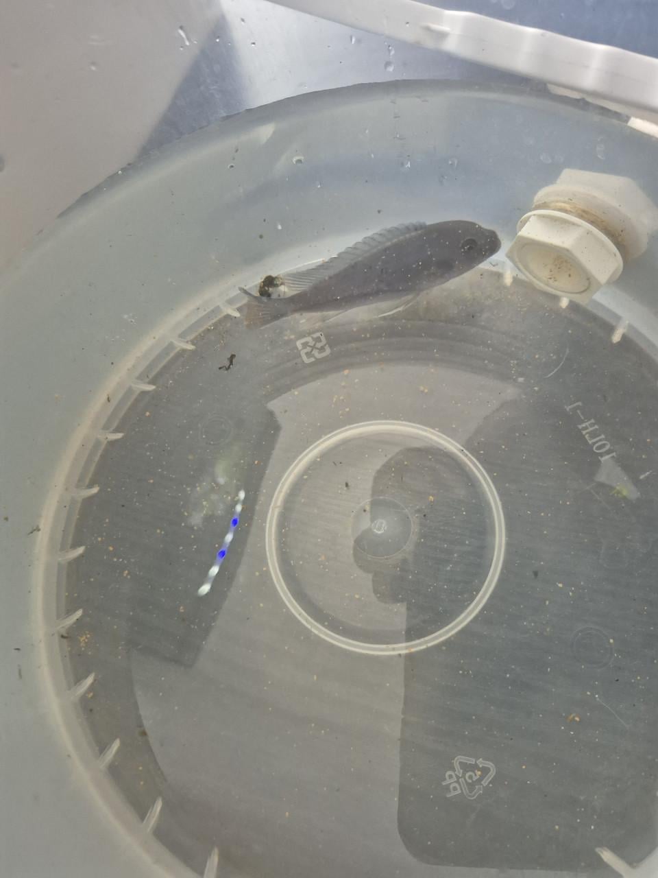 1x maliwi ciclide 11cm blauw