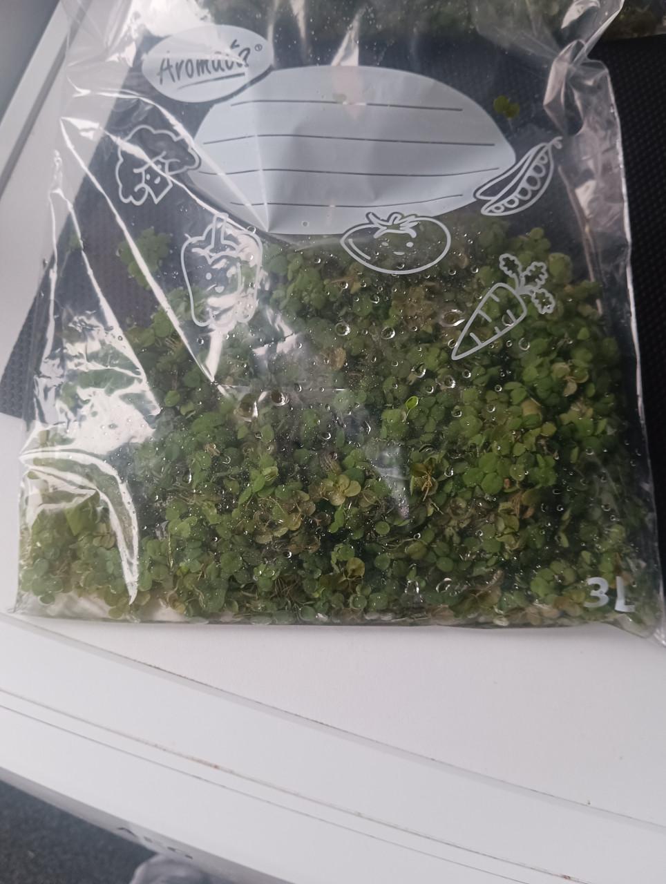 ACTIE !!!!! Salvinia Minima | Vlotvaren | Drijfplant