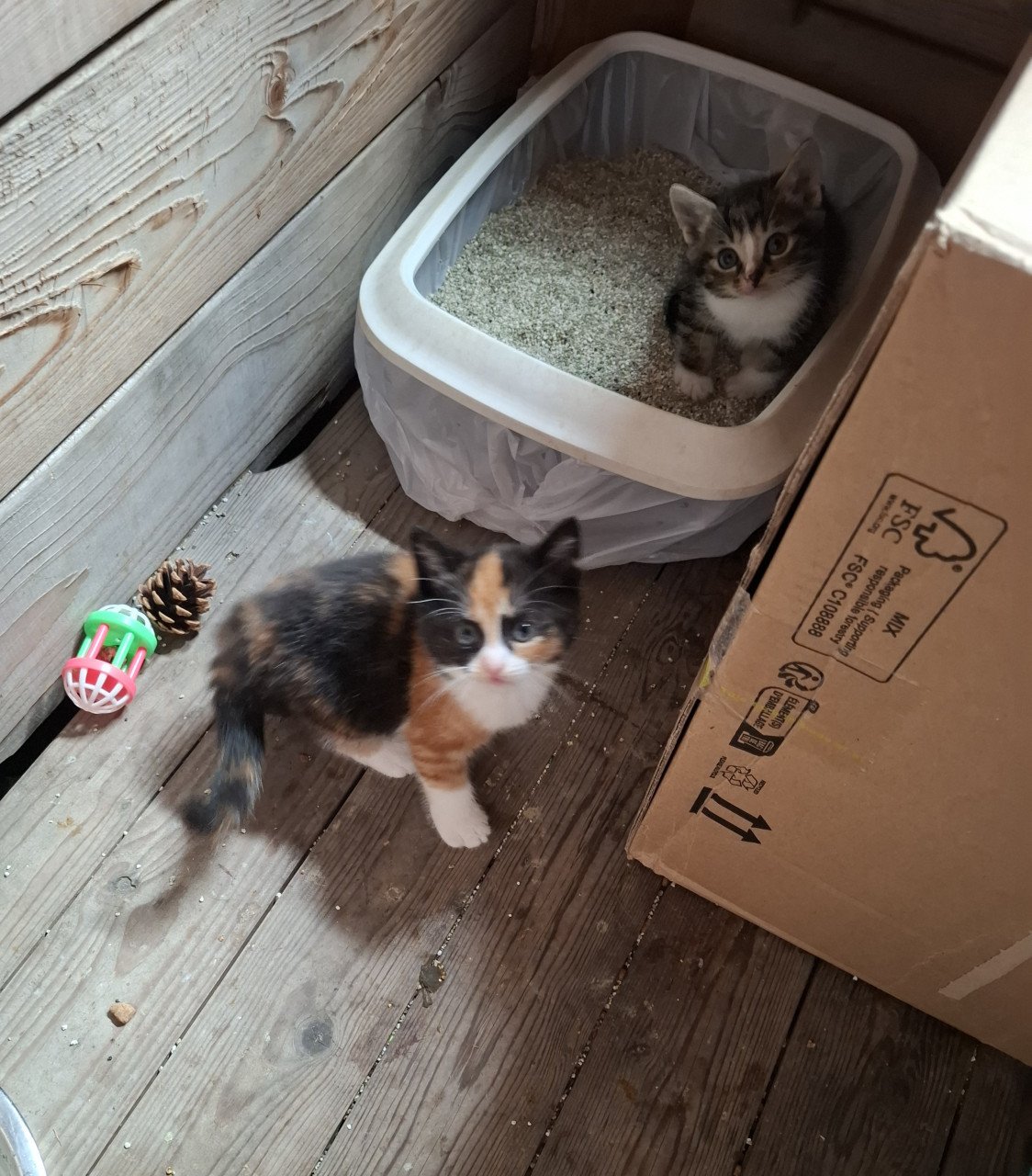 Kittens