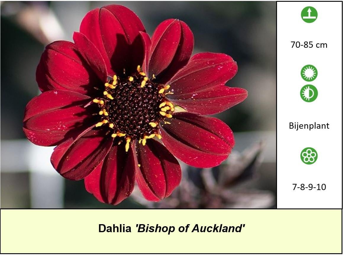 Mooie Dahlia's in pot aangeboden, diverse soorten dus voor elk wat wils !