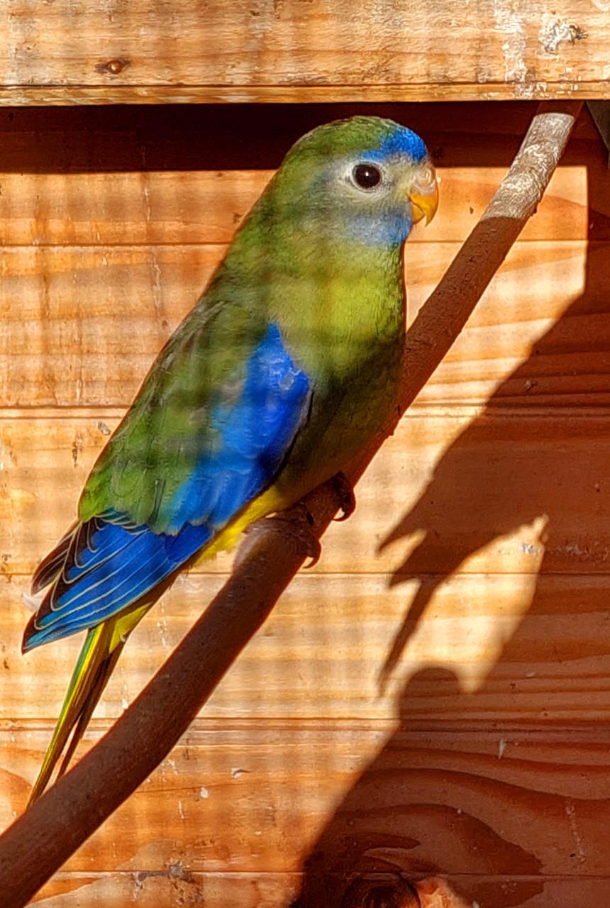 Turquoisine parkieten