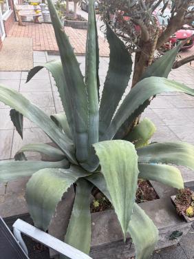 Grote Agave Americana