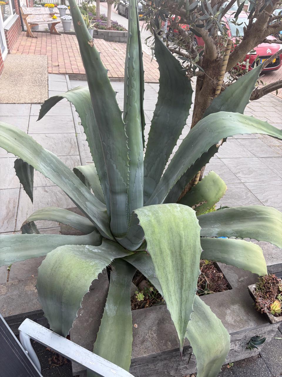 Grote Agave Americana