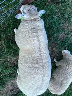 Stamboek swifter ram zwoeger en scrapie vrij