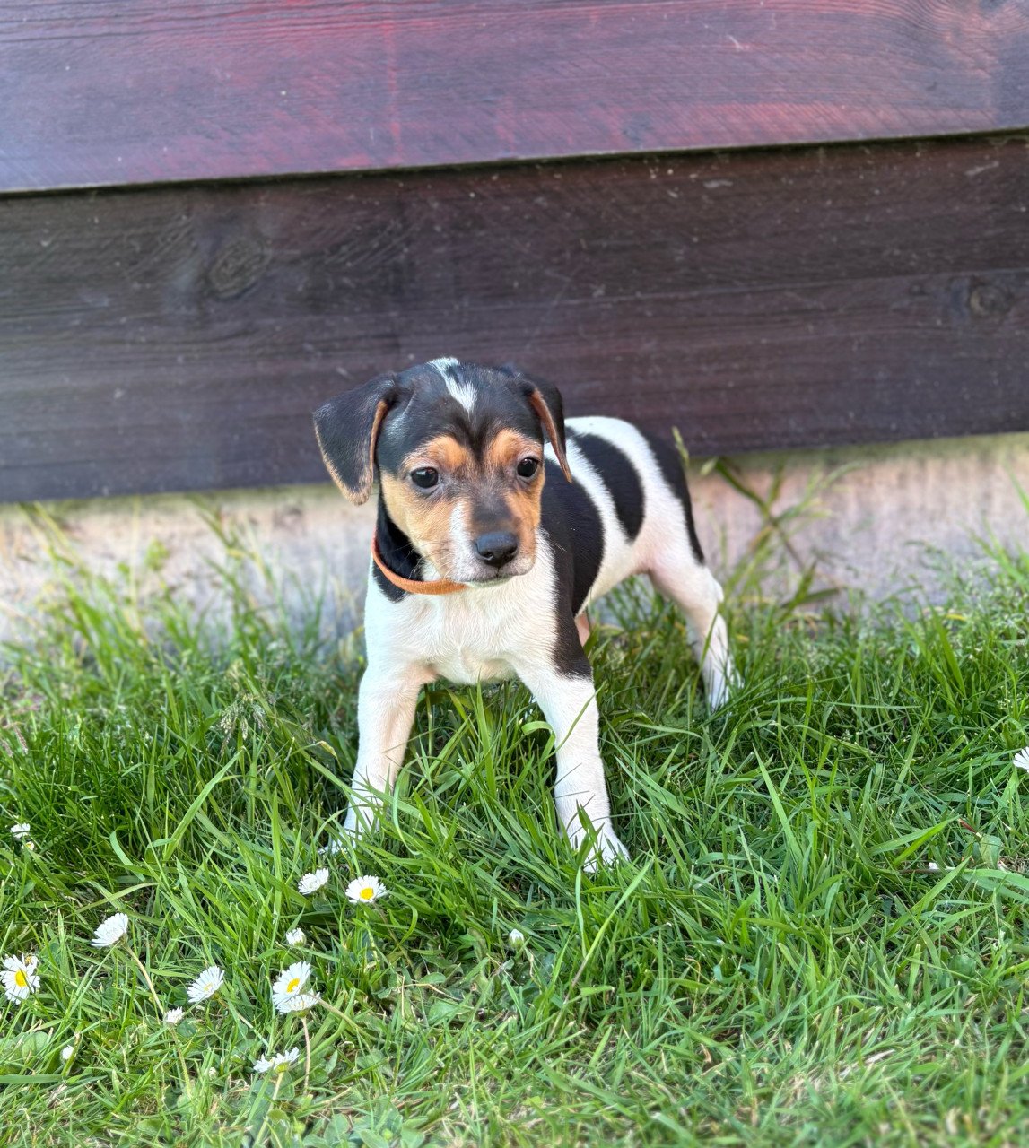 Prachtige boerenfox pups