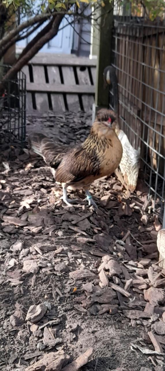 2 hennetjes (eentje zeer zeldzaam)