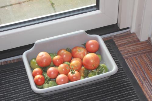 5 tomaten uit eigen tuin
