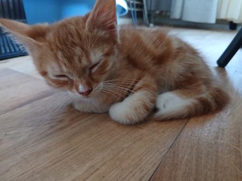 2 lieve katertjes