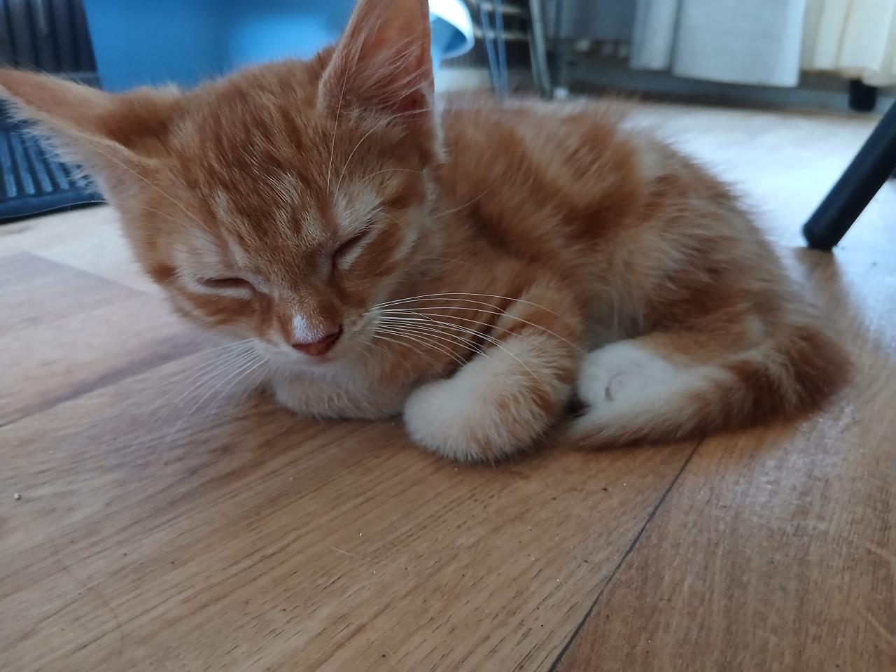 2 lieve katertjes
