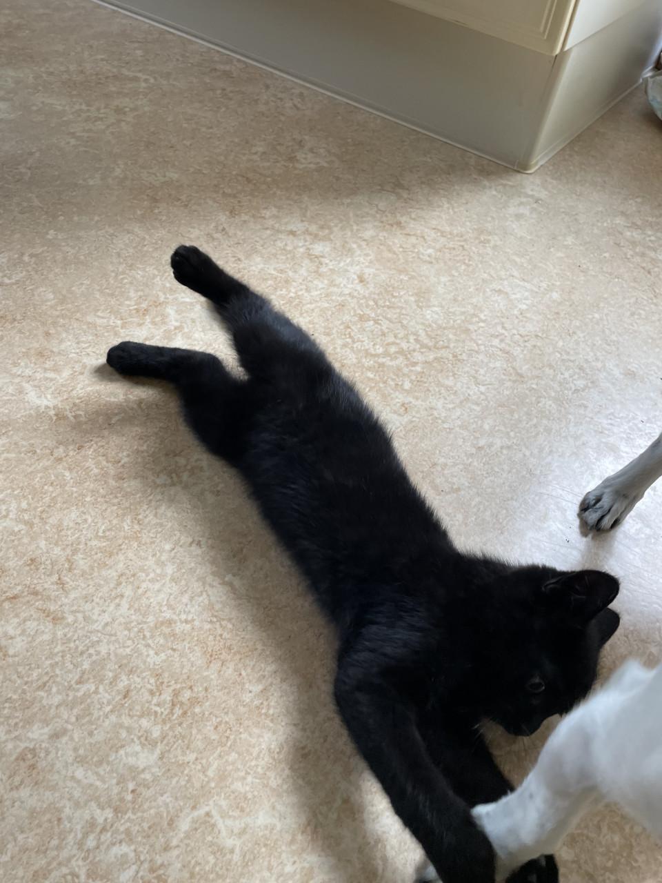 Kittens mannetje en vrouwtje