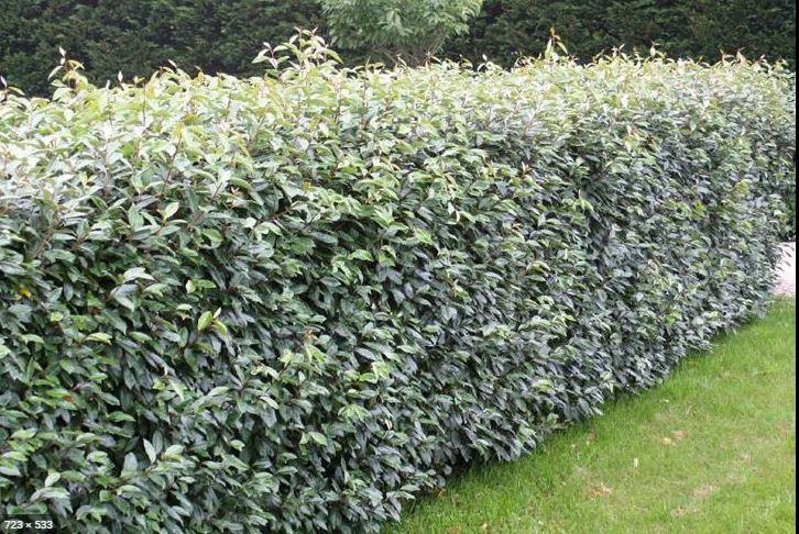 Olijfwilg haagplanten in alle maten