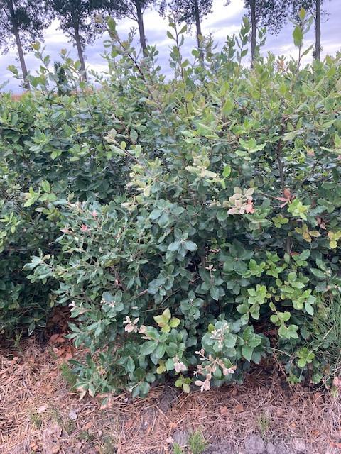 Steeneik voor een haag (quercus ilex)