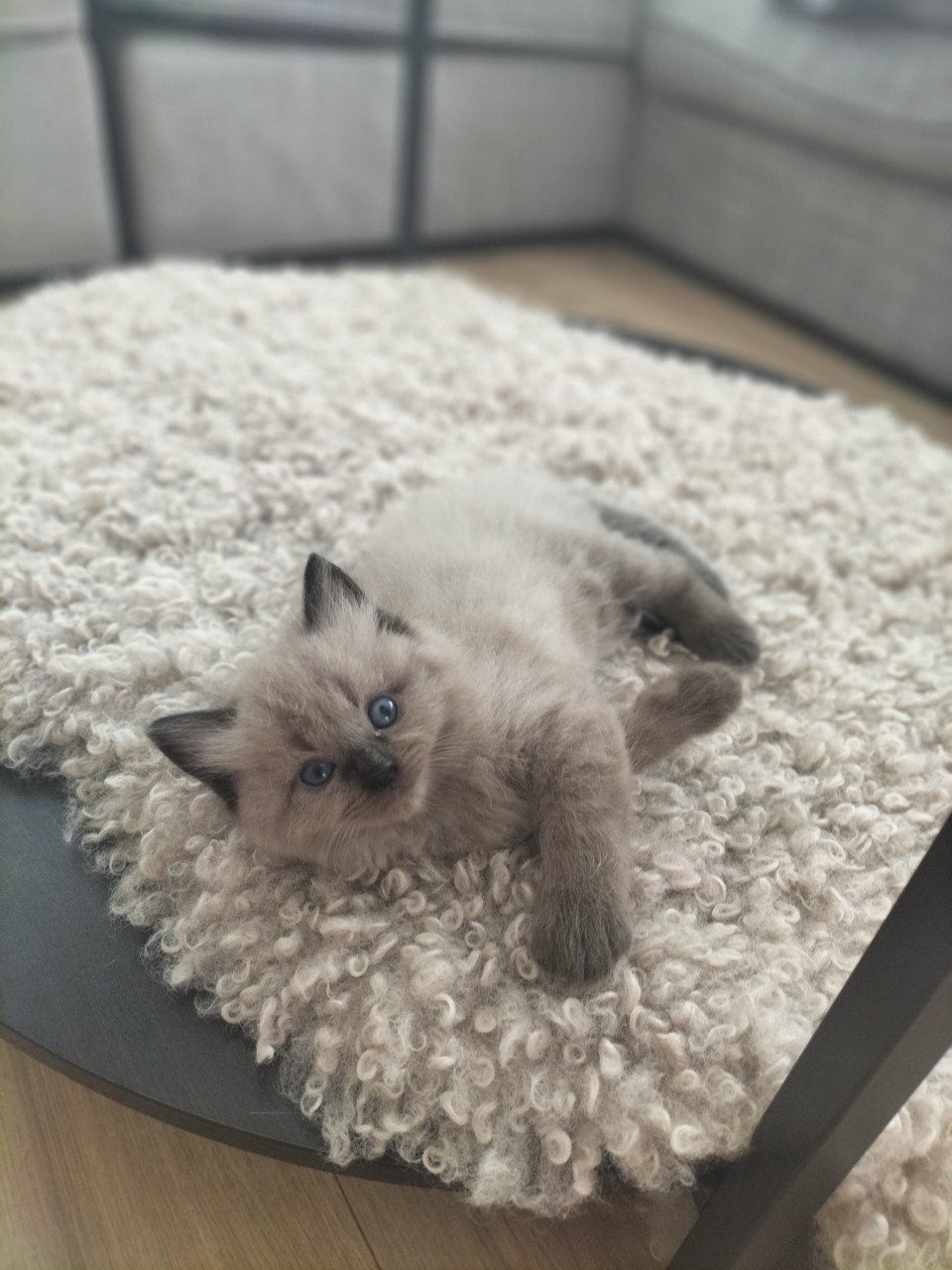 Super snoezige ragdoll kittens