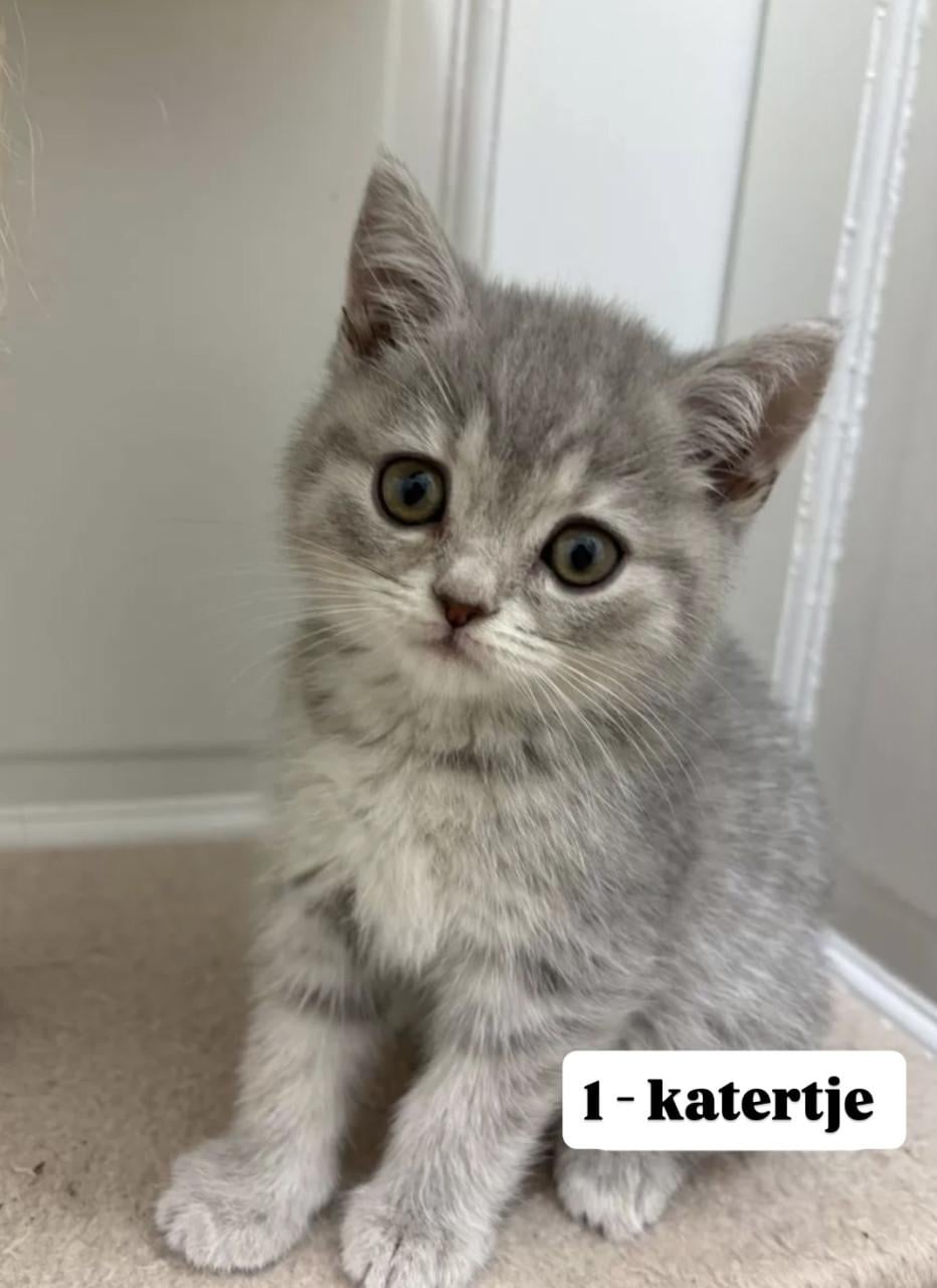 Britse korthaar kittens (nog 2 beschikbaar)