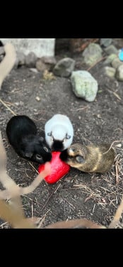 Cavia