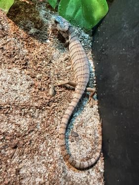 Cyclodomorphus gerrardi