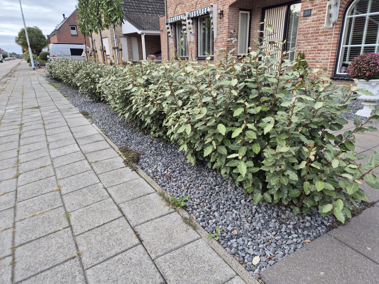 Olijfwilg compacta potgekweekte haagplanten 60-80 cm