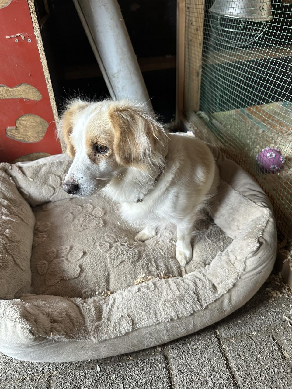 Lieve kruising markies puppy's te koop
