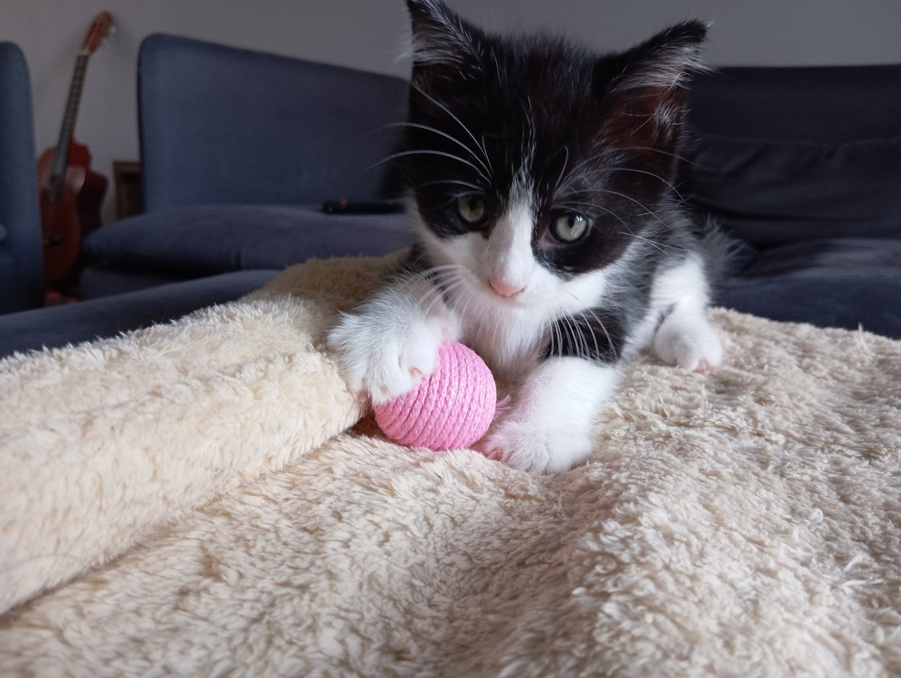 Kitten mannetje