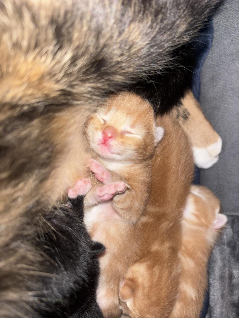 👑 Kittens zoeken gouden mandje 👑