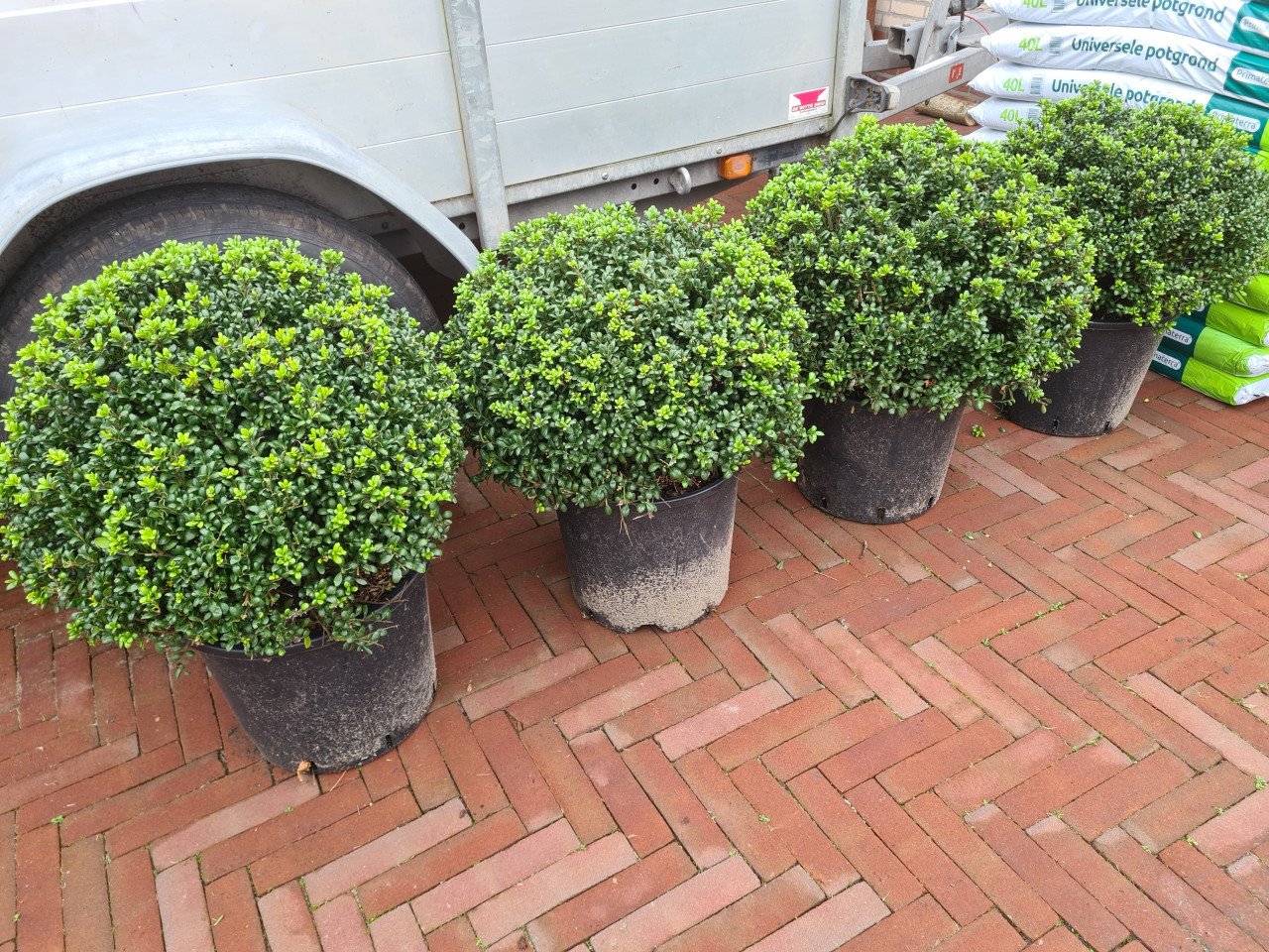 Ilex Crenata Convexa bolvormen