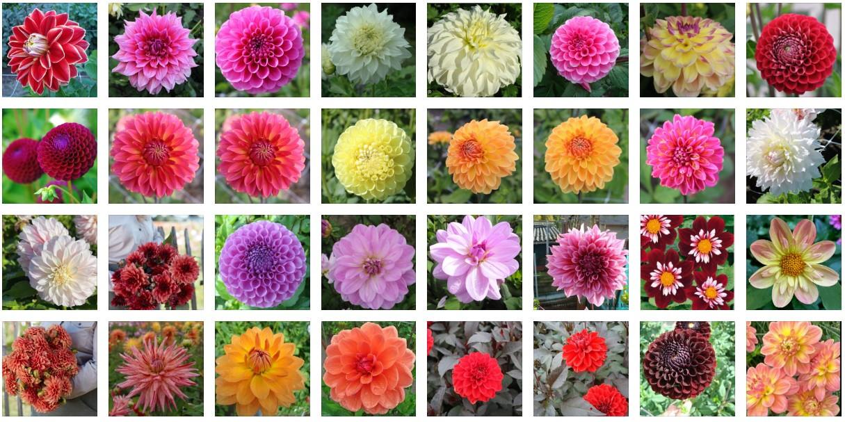 Dahlia's nog in vele soorten en kleuren, prijzen vanaf