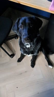 Lieve Boulab hond zoekt goude mand