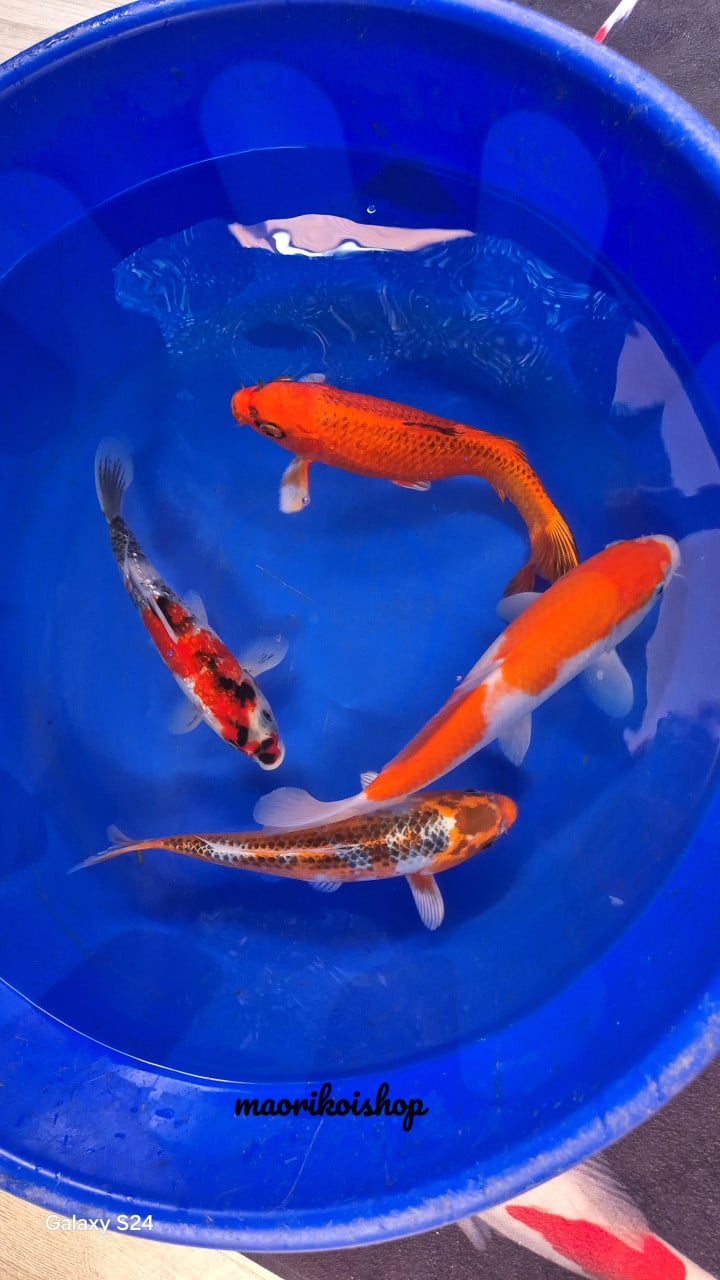 Butterflykoi