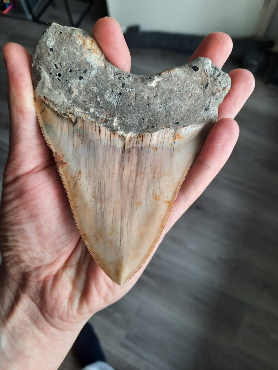 Megalodon haaien tand