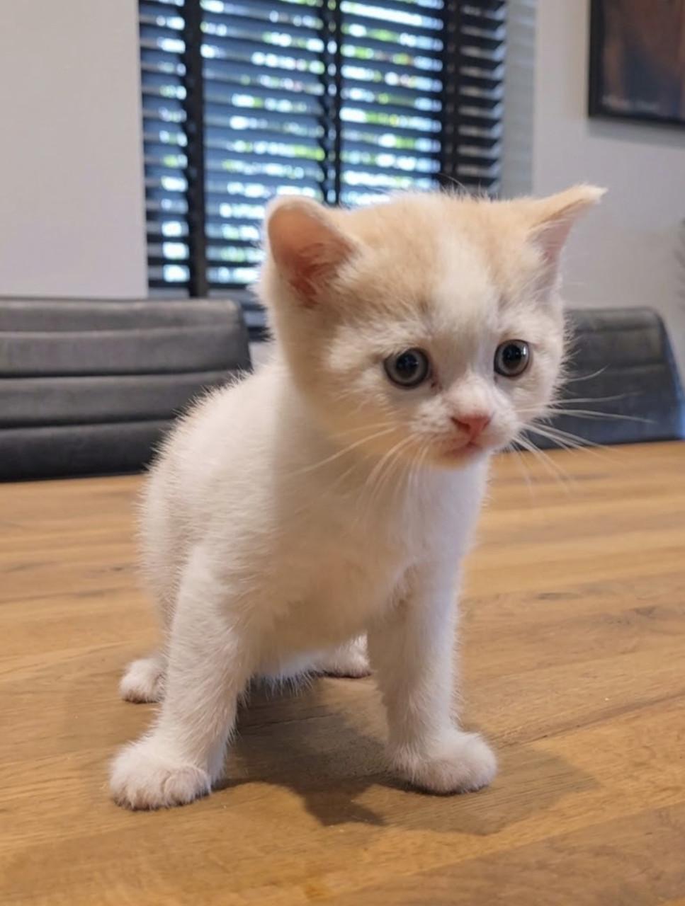 Superlieve Kittens - Britse korthaar / Pers