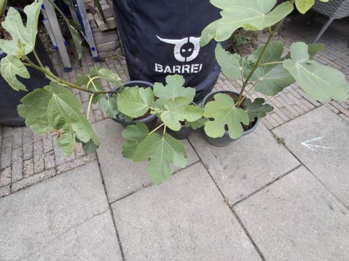 Vijgenplant