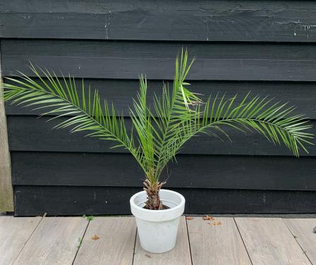 Dadelpalm in pot