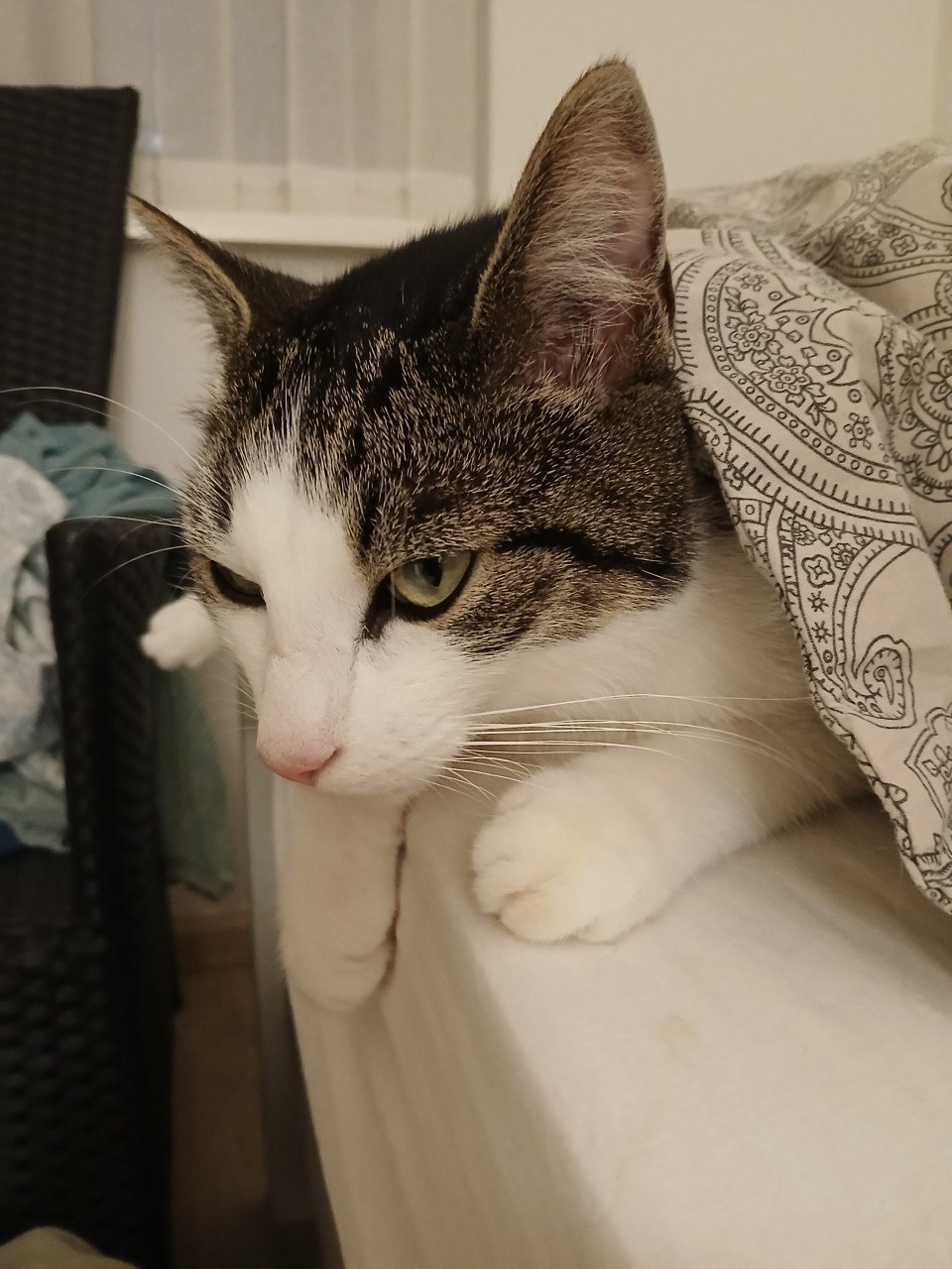 2 katten gecastreerd , gechipped , gevaccineerd , ontwormd