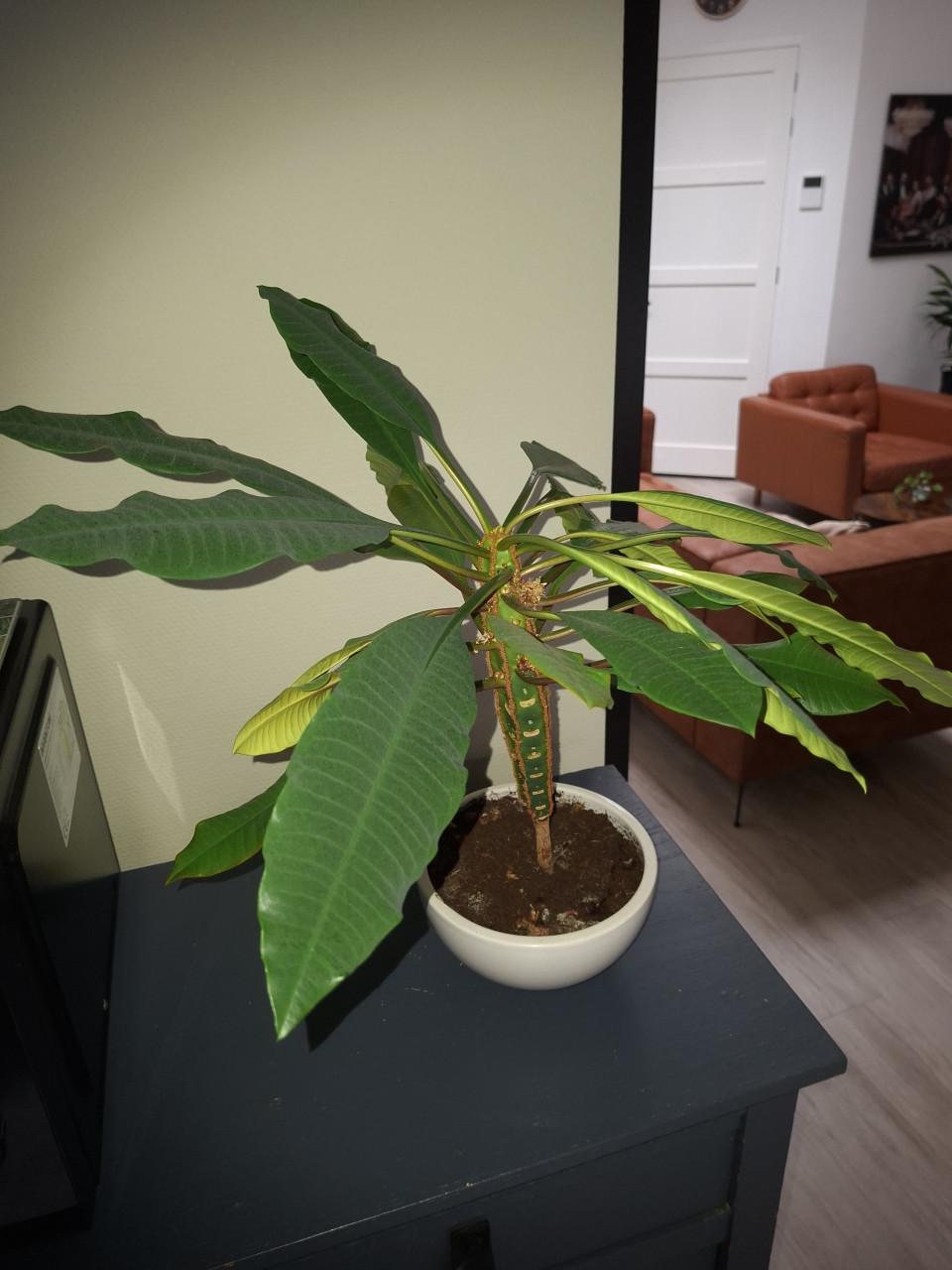 Zeldzame kamerplant(Euphobia leuconeura)