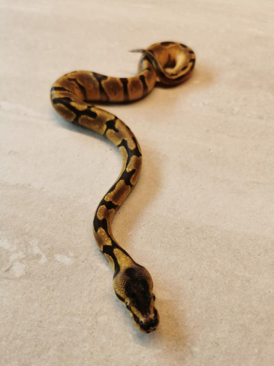 1.0 Super Enchi Koningspython