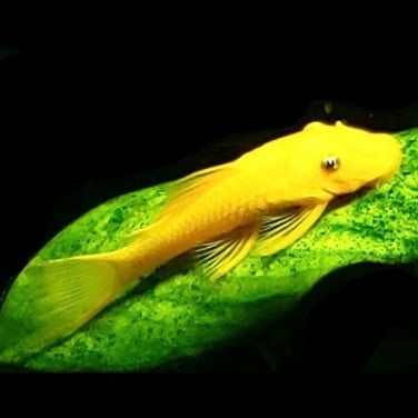 L 144 gold