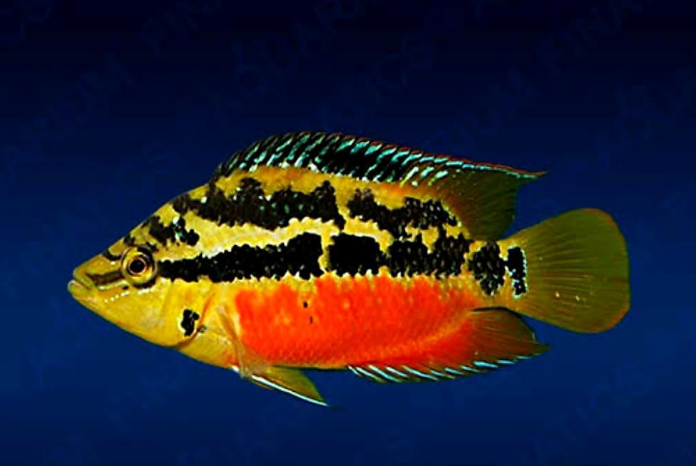 Aquariumvissen kleurrijke cichliden