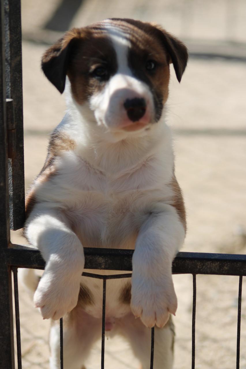 Alora Dog Rescue: Freddy laat je hart smelten