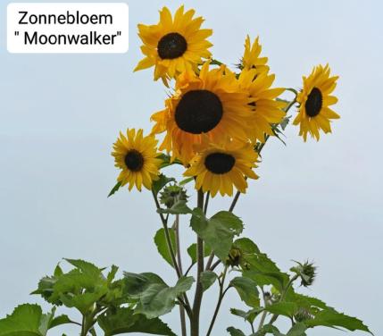 Zonnebloem zaden "Moonwalker"