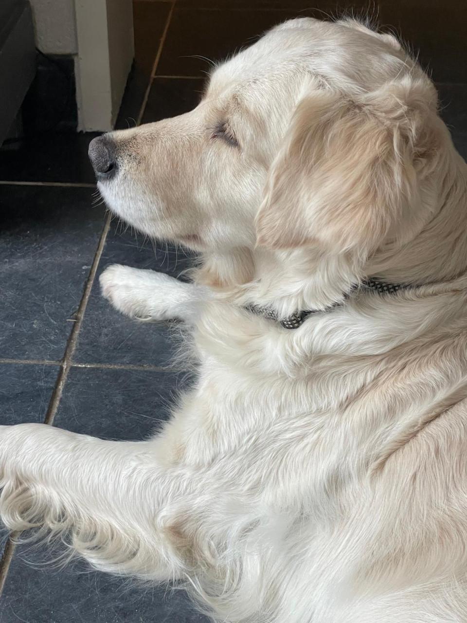 Mooie Golden retriever puppy’s