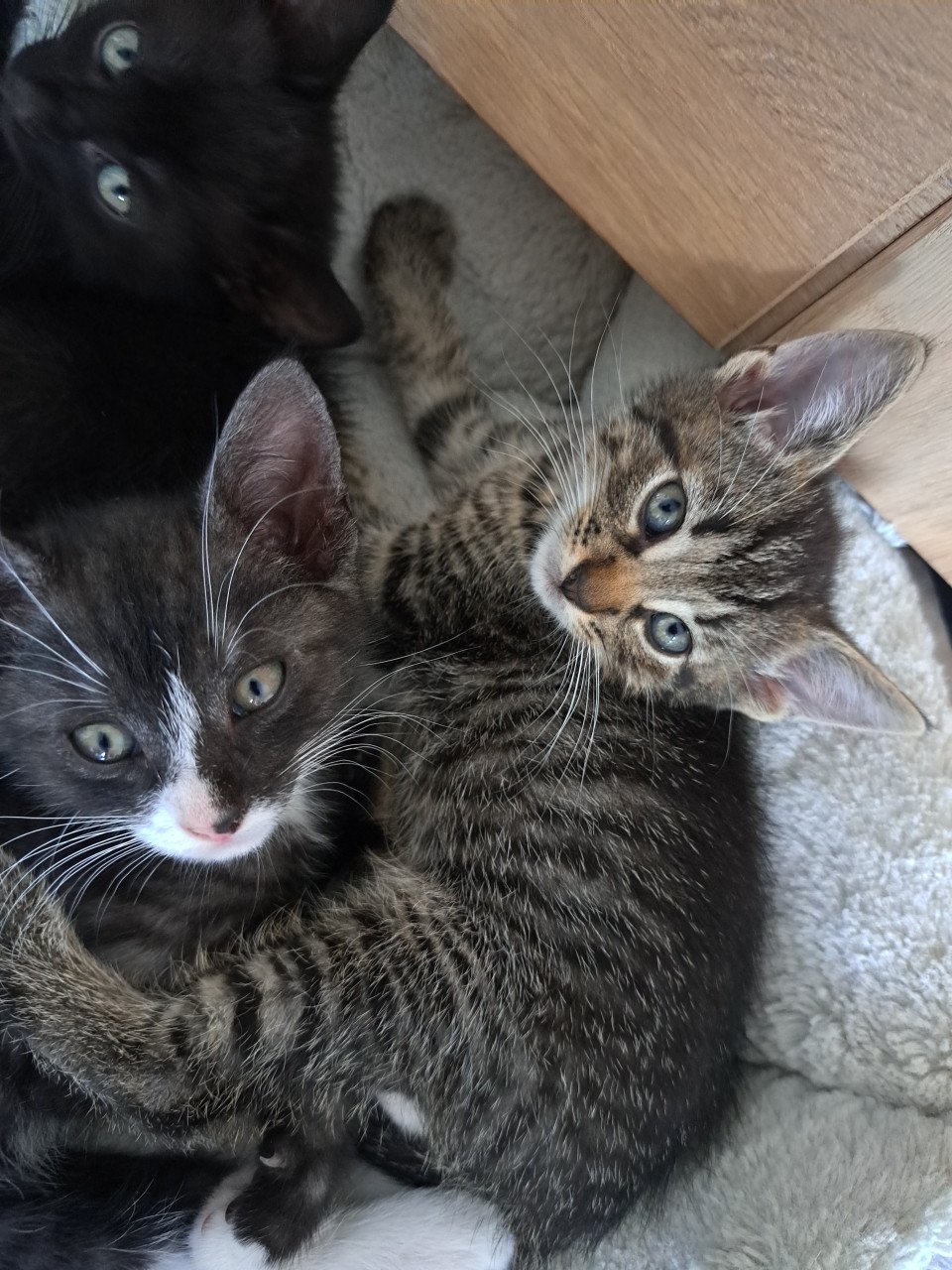 Kittens die nog een goed huisje zoeken!